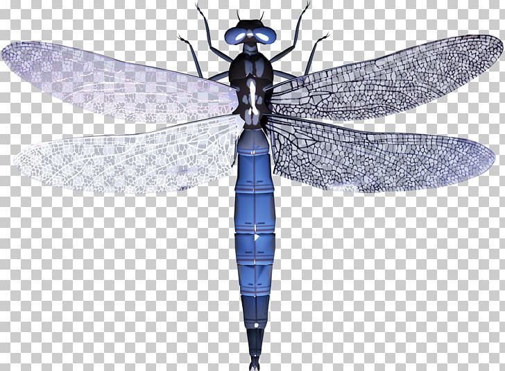 Dragonfly Insect PNG, Clipart, Arthropod, Computer Icons, Download, Dragonflies And Damseflies, Dragonfly Free PNG Download