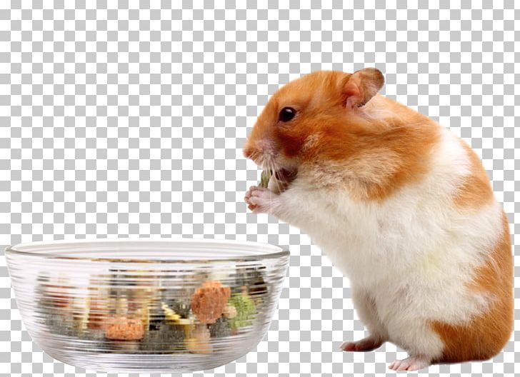 Your Hamster Mouse Eating Food PNG, Clipart, Animals, Cage, Cheese, Diet, Dried Fruit Free PNG Download