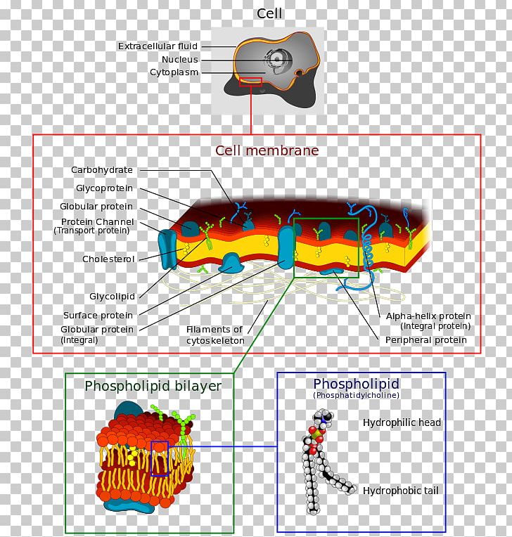 Biological Membrane Cell Membrane Phospholipid Biology PNG, Clipart, Angle, Area, Biological Membrane, Biology, Cell Free PNG Download