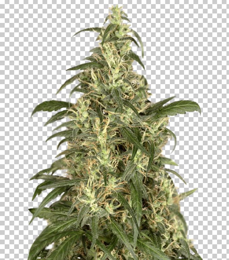 Cannabis Cup Skunk Haze Seed PNG, Clipart, Acapulco Gold, Animals, Cannabidiol, Cannabis, Cannabis Cup Free PNG Download