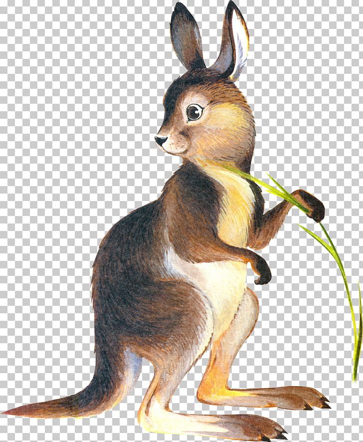 Kangaroo Domestic Rabbit Drawing PNG, Clipart, Animal, Animals, Clip Art, Domestic Rabbit, Drawing Free PNG Download