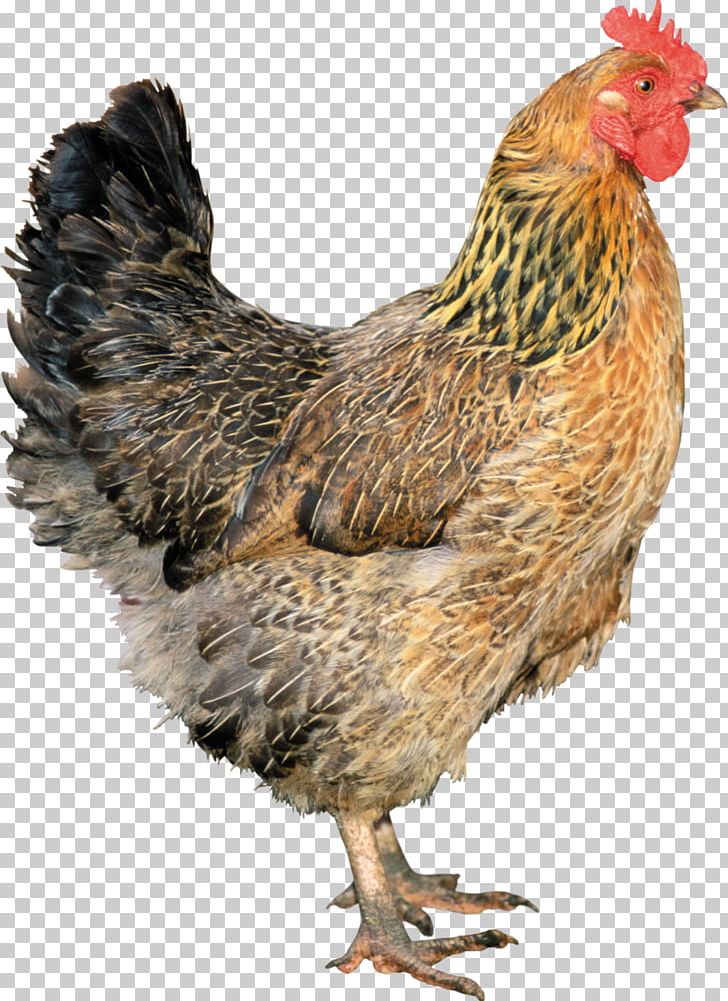 Leghorn Chicken Solid White Fowl PNG, Clipart, Beak, Bird, Chicken, Chicks, Computer Icons Free PNG Download