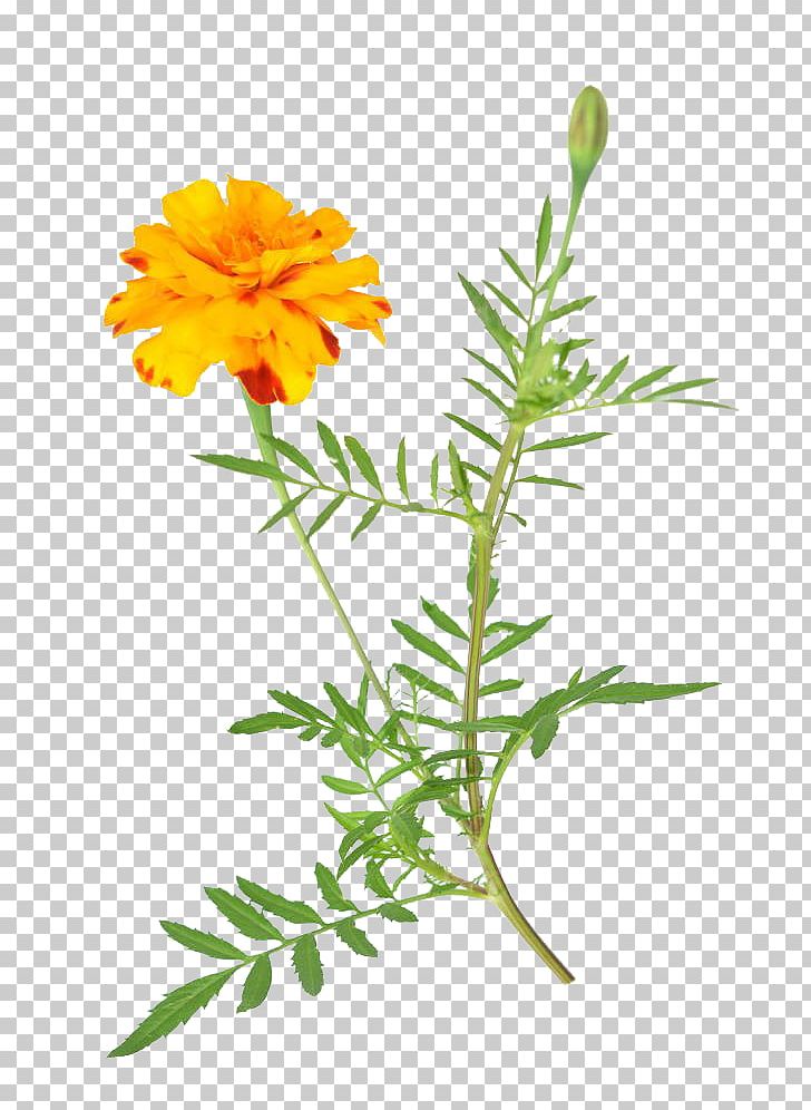 Mexican Marigold Flower Stock Photography Dahlia PNG, Clipart, African, Branch, Daisy Family, Flowers, Free Logo Design Template Free PNG Download