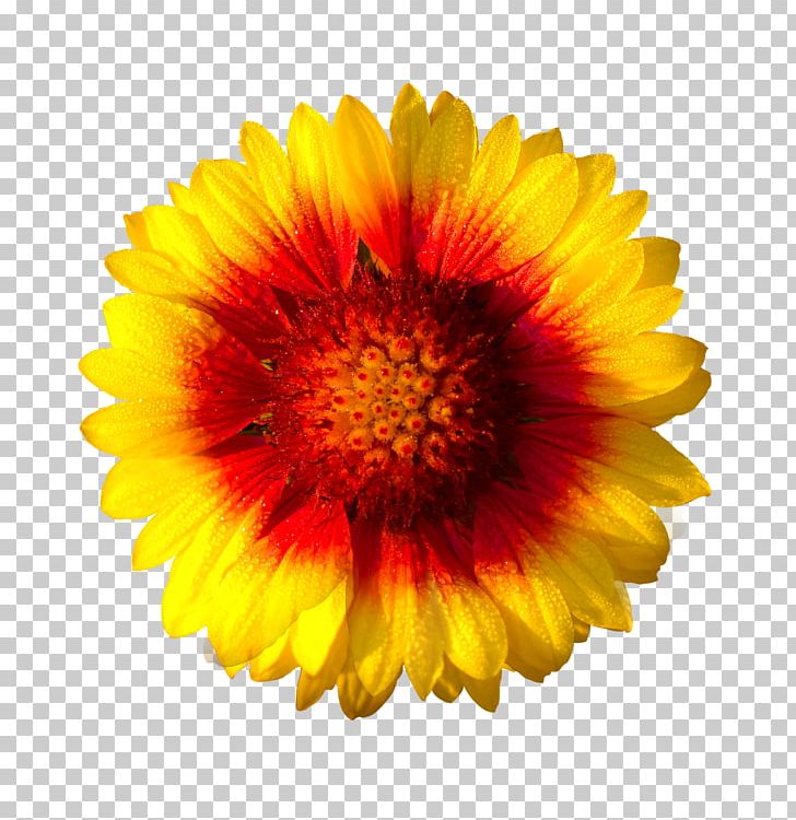 Stock Photography Common Sunflower Daisy Family PNG, Clipart, Annual Plant, Blanket Flowers, Calendula, Chrysanths, Common Daisy Free PNG Download