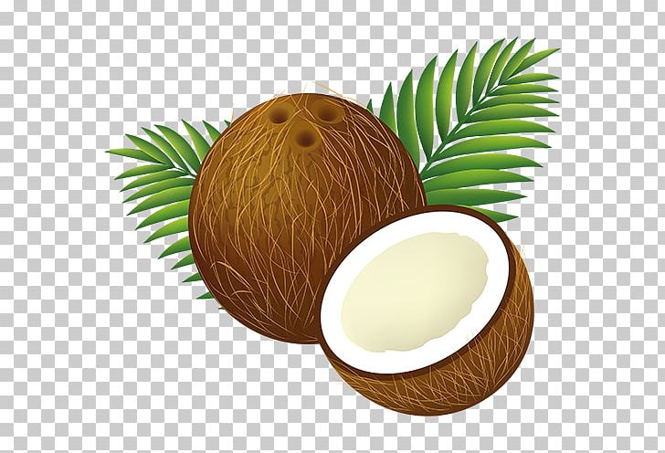 Coconut Water PNG, Clipart, Arecaceae, Clip Art, Coconut, Coconut Milk, Coconut Tree Free PNG Download