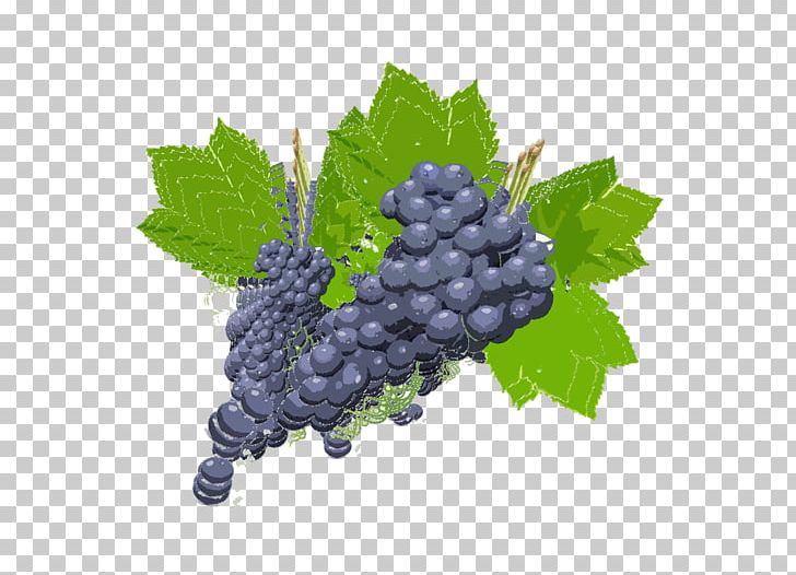 Grape Zante Currant Boysenberry Bilberry Seedless Fruit PNG, Clipart, Berry, Bilberry, Blackberry, Boysenberry, Currant Free PNG Download