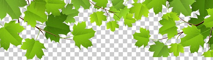 Leaf PNG, Clipart, Autumn, Autumn Leaf Color, Branch, Clipart, Clip Art Free PNG Download