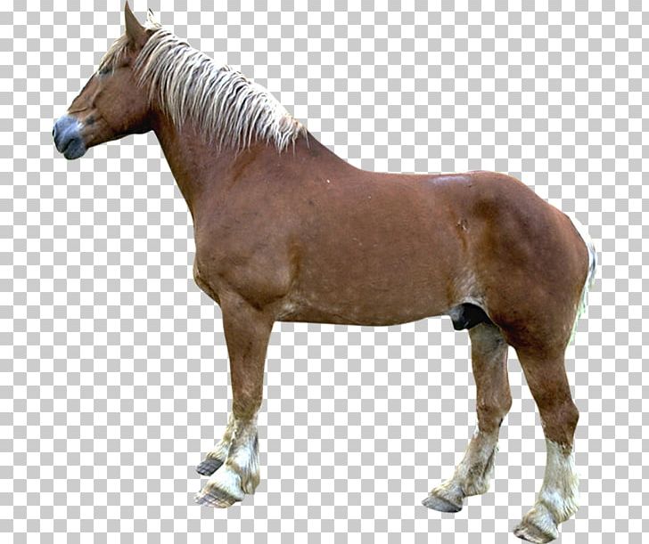 Mare Foal Stallion Mustang Colt PNG, Clipart, Animal, Animal Figure, Blog, Colt, Halter Free PNG Download
