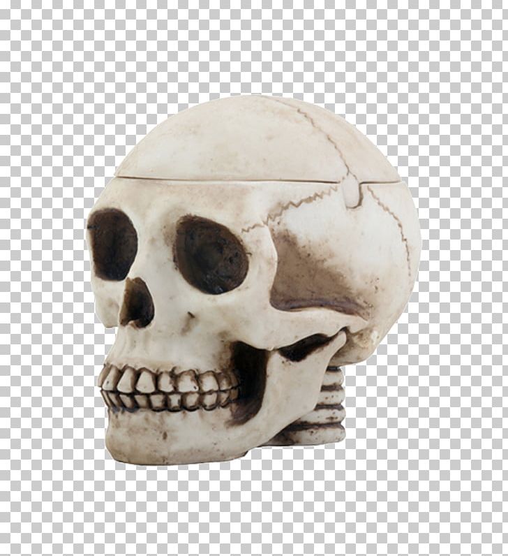 Skull Cranial Cavity Human Skeleton Bone PNG, Clipart, Ashtray, Bone, Bong, Brain, Cranial Cavity Free PNG Download