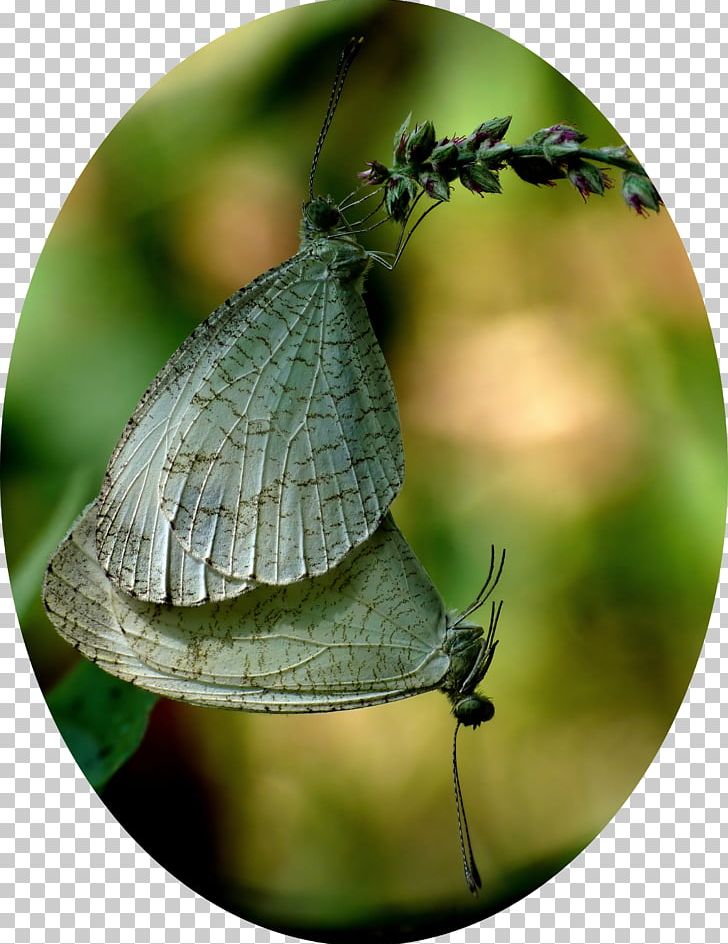 Gossamer-winged Butterflies Brush-footed Butterflies Butterfly Moth Leptosia Nina PNG, Clipart, Anschluss, Brush Footed Butterfly, Butterfly, Greeting Note Cards, Insect Free PNG Download