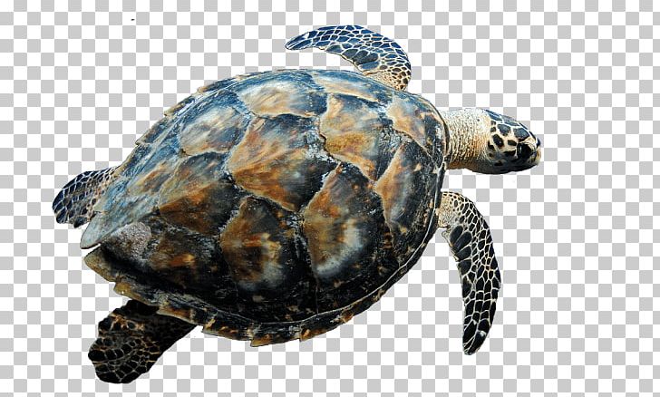 Hawksbill Sea Turtle PNG, Clipart, Box Turtle, Box Turtles, Chelydridae, Clip Art, Common Snapping Turtle Free PNG Download