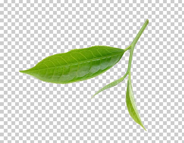 Tea Leaf PNG, Clipart, Adobe Illustrator, Autumn Leaves, Computer Wallpaper, Designer, Encapsulated Postscript Free PNG Download