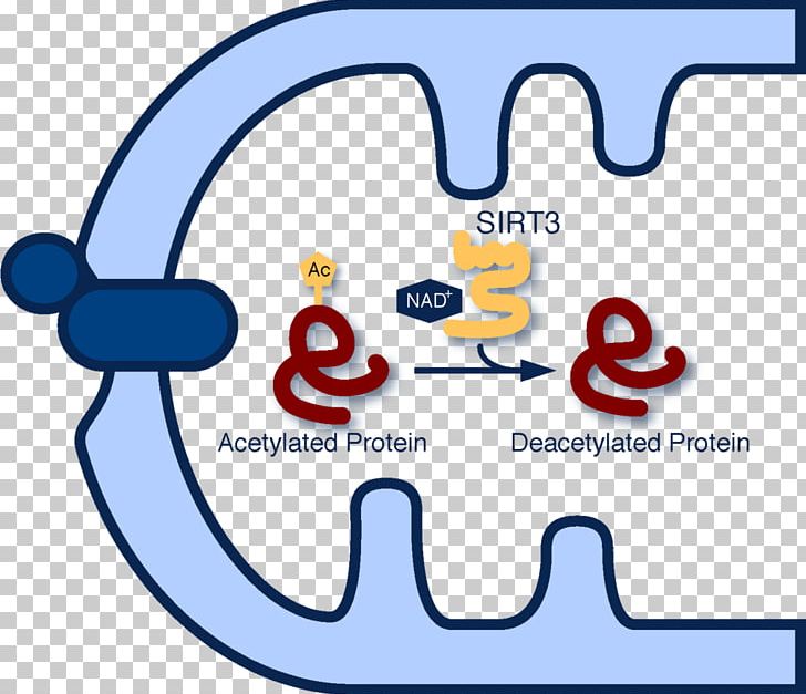 Acetylation Sirtuin 3 Protein Deacetylase Sirtuin 1 PNG, Clipart, Area, Brand, Calorie Restriction, Cartoon, Happiness Free PNG Download
