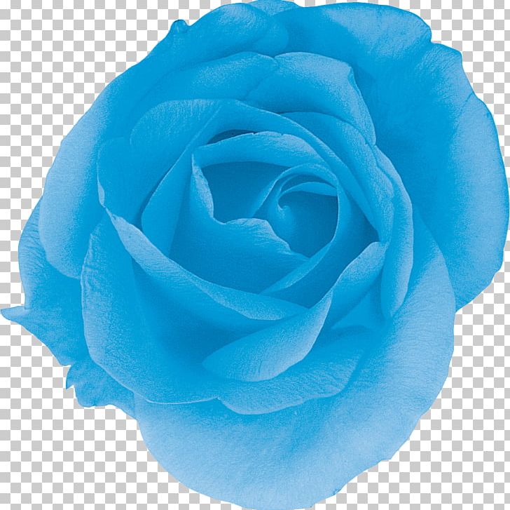 Centifolia Roses Blue Rose Garden Roses Turquoise PNG, Clipart, Aqua, Azure, Blue, Blue Rose, Centifolia Roses Free PNG Download