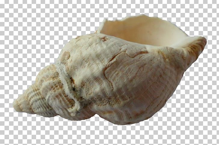 Clam Seashell PNG, Clipart, Animal Product, Beach, Clam, Clams Oysters Mussels And Scallops, Conch Free PNG Download