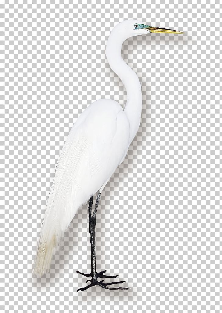 Great Egret Seabird Crane Water Bird PNG, Clipart, Animals, Beak, Bird, Cartoon, Ciconiiformes Free PNG Download