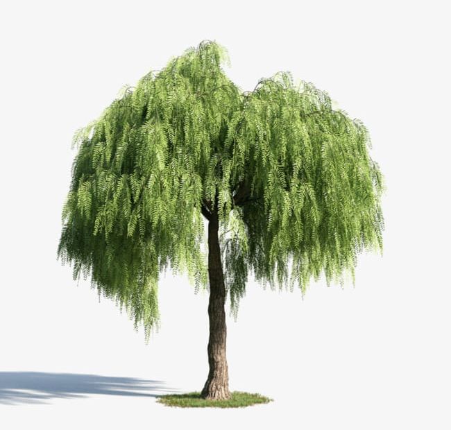 Green Tree Material PNG, Clipart, Ching, Festival, Green, Green Clipart, Green Willow Free PNG Download