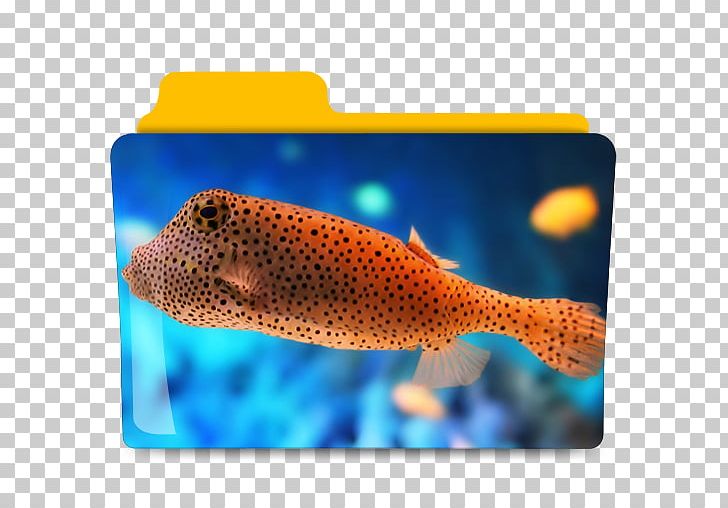 Saltwater Fish Deep Sea Fish Ocean Aquarium PNG, Clipart, Animals, Aquarium, Bony Fish, Coral Reef Fish, Deep Sea Free PNG Download