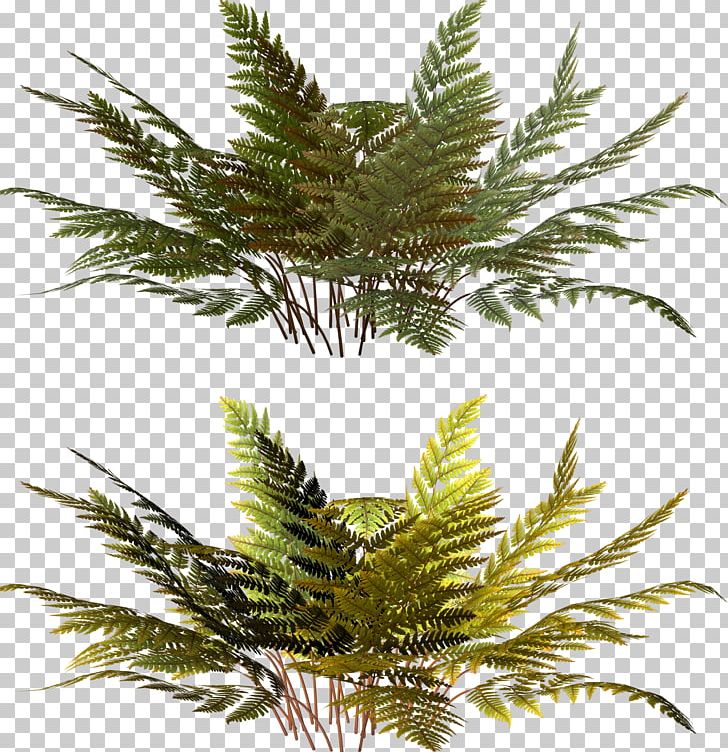 Vascular Plant Fern PNG, Clipart, Arecales, Barnsley Fern, Branch, Clip Art, Conifer Free PNG Download