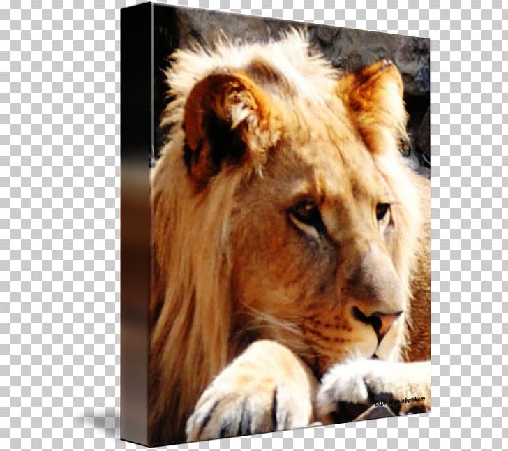 East African Lion Cat Tiger Photography Roar PNG, Clipart, Animal, Animals, Art, Big Cat, Big Cats Free PNG Download
