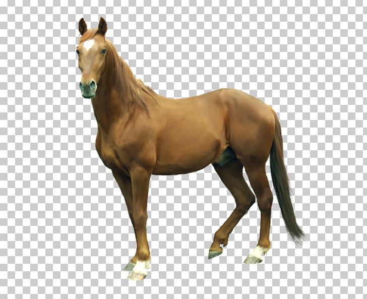 Mustang Pony Foal Mare Stallion PNG, Clipart,  Free PNG Download