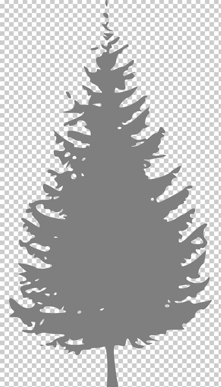 Pine Tree Fir PNG, Clipart, Black And White, Branch, Cedar, Christmas Decoration, Christmas Ornament Free PNG Download