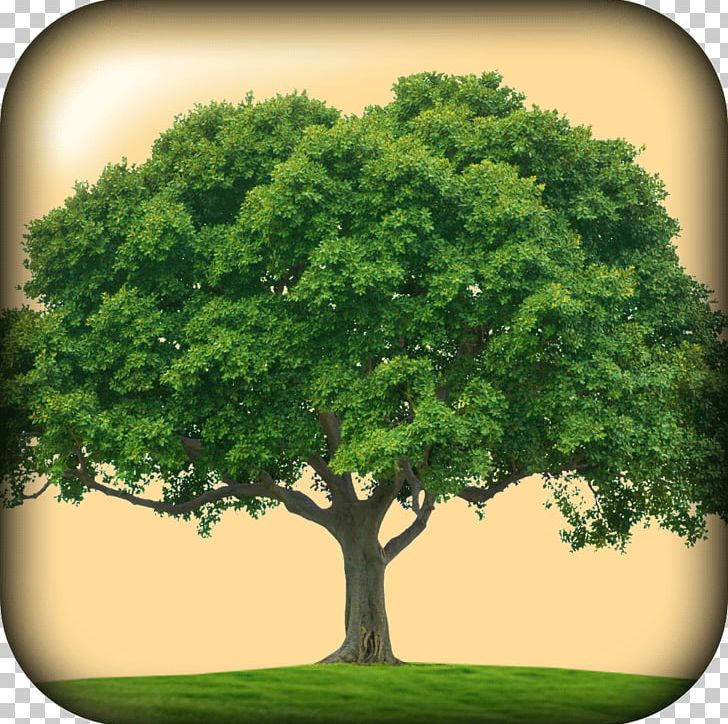 Ojai Trees Arbor Day Oak Park Organization PNG, Clipart, Arbor Day, Company, Corporate Social Responsibility, Donation, Gai Free PNG Download
