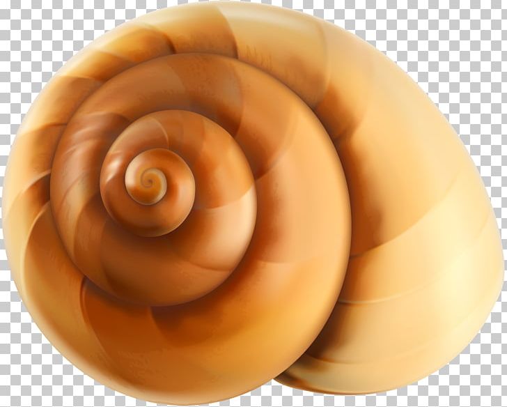 Seashell Euclidean Icon PNG, Clipart, Beach, Clipart, Clip Art, Euclidean Vector, Gastropod Shell Free PNG Download