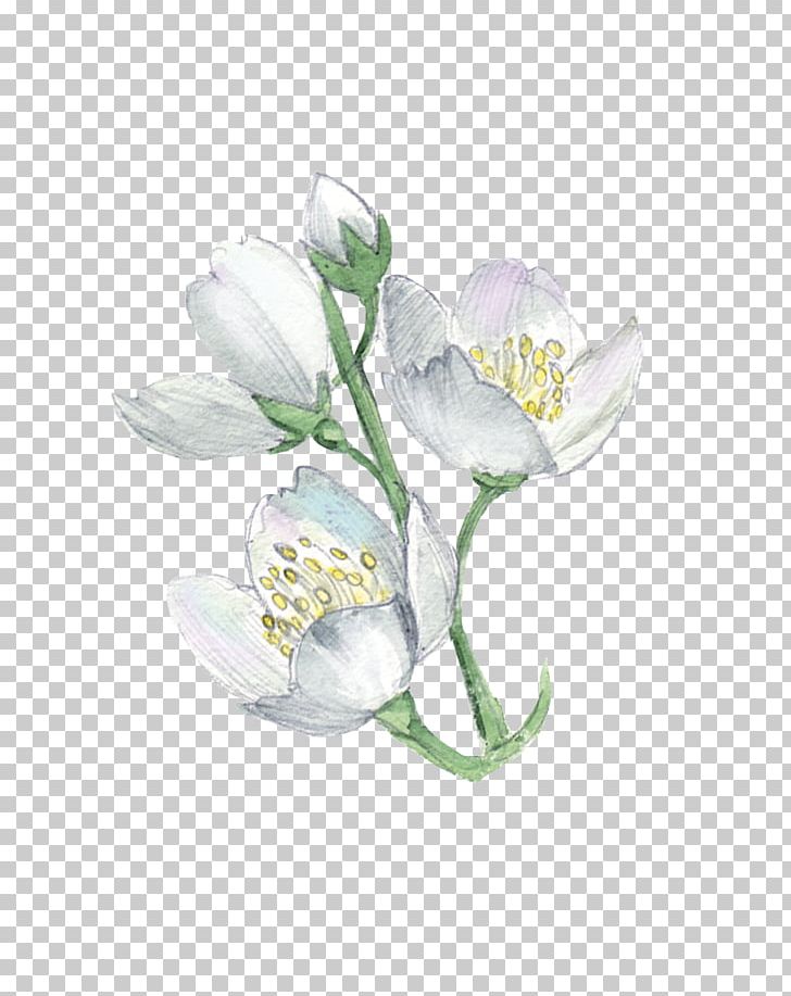 White Flower Plant Illustration PNG, Clipart, Cartoon, Cut Flowers, Flower, Flowering Plant, Flowers Free PNG Download
