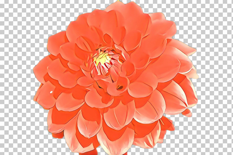 Orange PNG, Clipart, Cut Flowers, Dahlia, Flower, Gerbera, Orange Free PNG Download