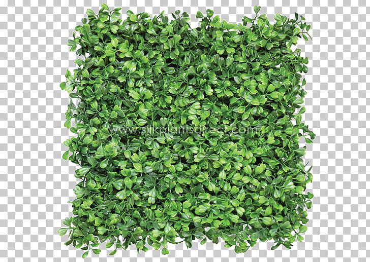 Box Mat Hedge Green Wall Fence PNG, Clipart, Artificial Flower, Artificial Turf, Box, Fence, Garden Free PNG Download