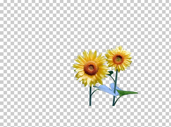 Common Sunflower Yellow PNG, Clipart, Blog, Blogger, Color, Common Sunflower, Cut Flowers Free PNG Download