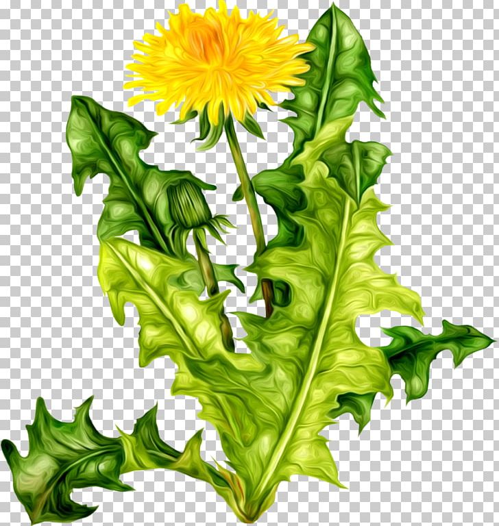 Flower Icon Dandelion PNG, Clipart, Archive File, Camera, Clip Art, Daisy Family, Dandelion Free PNG Download