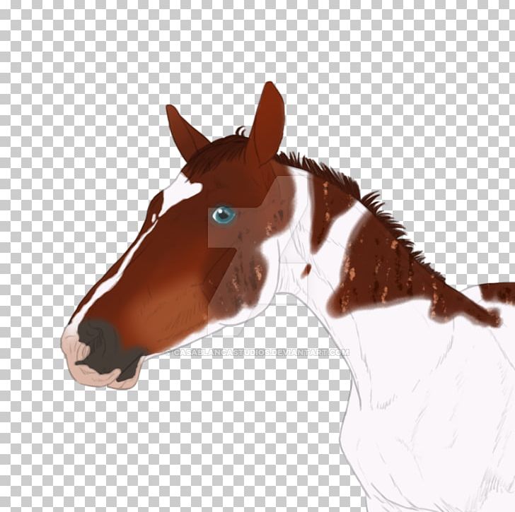 Halter Mustang Mane Stallion Rein PNG, Clipart, Bridle, Halter, Horse, Horse Care, Horse Like Mammal Free PNG Download