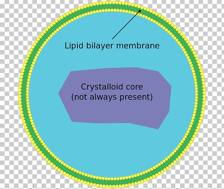 Peroxisome Cell Very Long Chain Fatty Acid Organelle Biological Membrane PNG, Clipart, Area, Beta Oxidation, Biological Membrane, Biology, Brand Free PNG Download