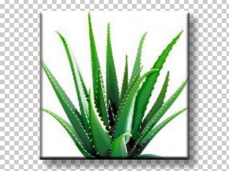 Aloe Vera Dietary Supplement Forever Living Products Health Skin PNG, Clipart, Agave, Agave Azul, Aloe, Aloe Vera, Cure Free PNG Download