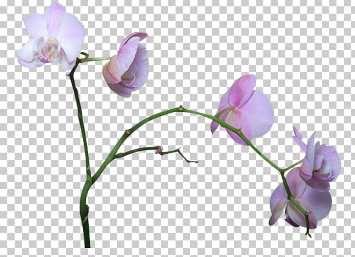 Cut Flowers Orchids PNG, Clipart, Branch, Bud, Cut Flowers, Flora, Flower Free PNG Download