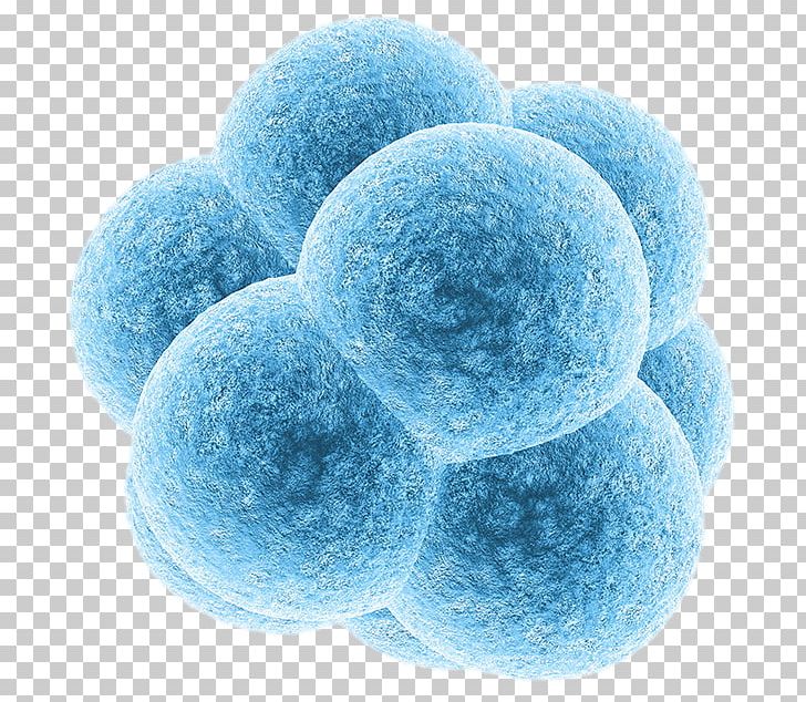 Embryonic Stem Cell Embryo Donation PNG, Clipart, Blue, Cell, Cell Division, Cell Type, Cloning Free PNG Download