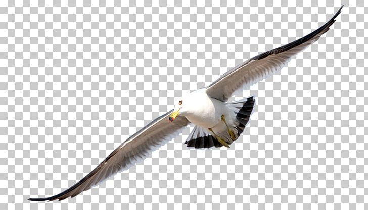Gulls Bird Flight PNG, Clipart, Accipitriformes, Animals, Beak, Bird, Computer Software Free PNG Download
