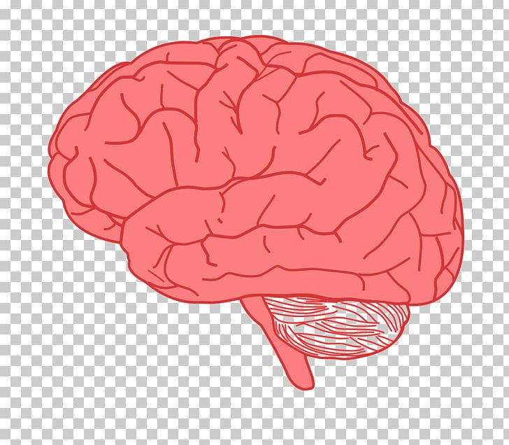 Human Brain PNG, Clipart, Brain, Computer Icons, Drawing, Homo Sapiens, Human Brain Free PNG Download