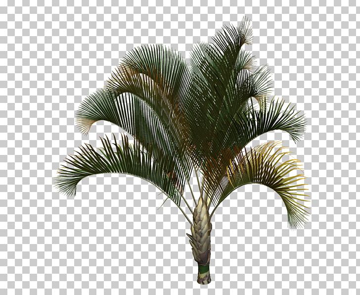 Asian Palmyra Palm Babassu Coconut Oil Palms Date Palm PNG, Clipart, Arecaceae, Arecales, Asian Palmyra Palm, Attalea, Attalea Speciosa Free PNG Download
