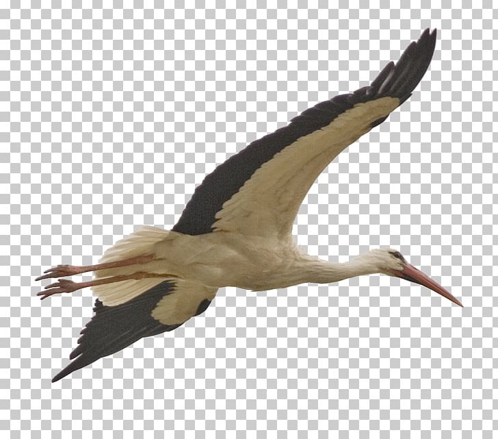 Bird Stork PNG, Clipart, Animal Migration, Animals, Beak, Bird, Bird Migration Free PNG Download