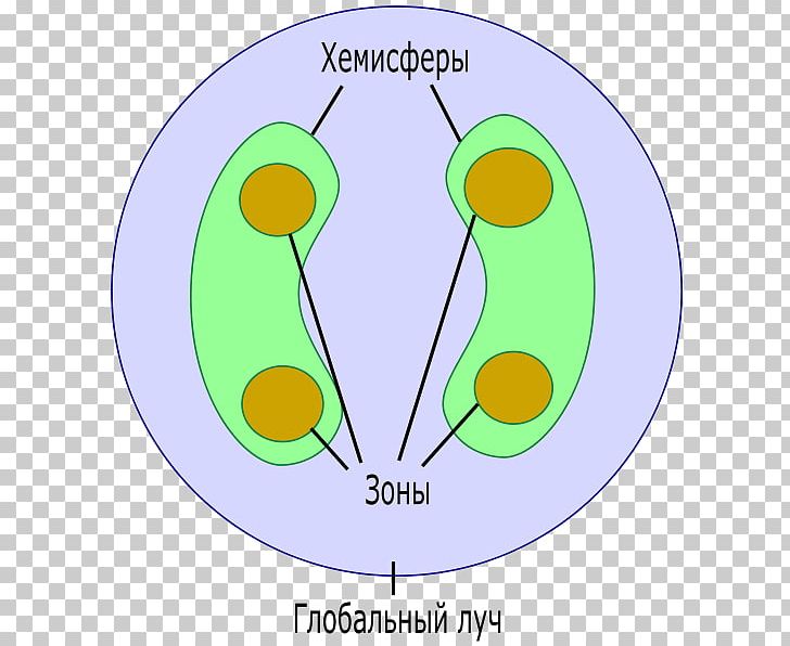 Circle Angle Organism PNG, Clipart, Angle, Area, Circle, Diagram, Education Science Free PNG Download