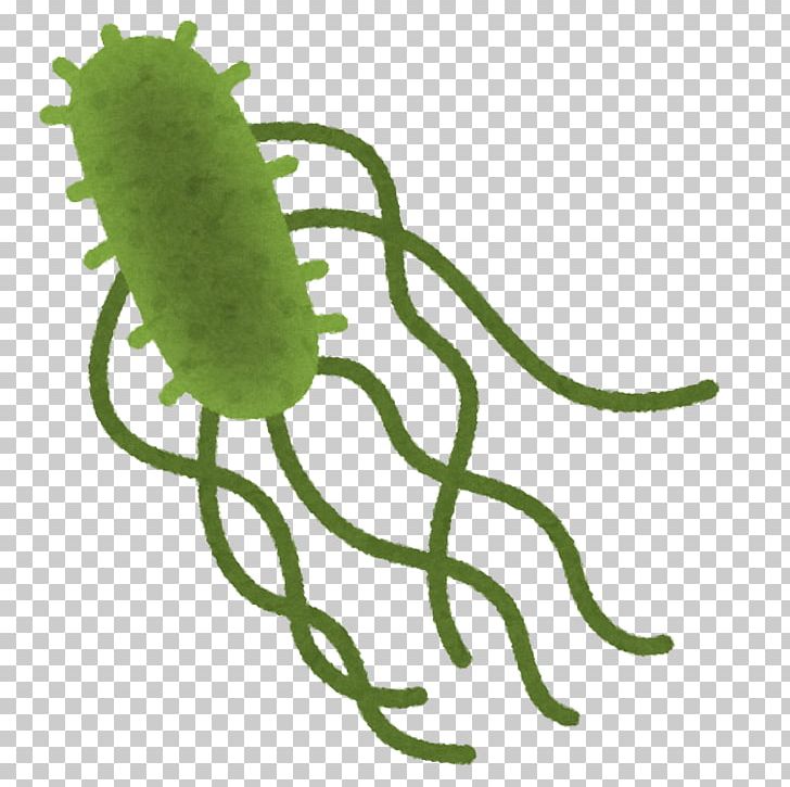 Food Poisoning Salmonella Infection Campylobacteriosis Escherichia Coli O157:H7 PNG, Clipart, Bookmark, Campylobacteriosis, Disease, E Coli, Escherichia Coli O157h7 Free PNG Download