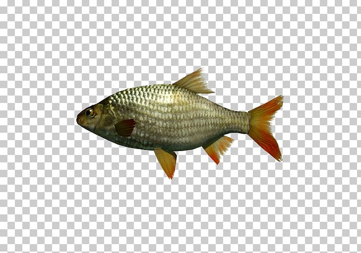 Milkfish Perch Fish Products Common Rudd PNG, Clipart, Animal, Animals, Bony Fish, Carp, Common Rudd Free PNG Download