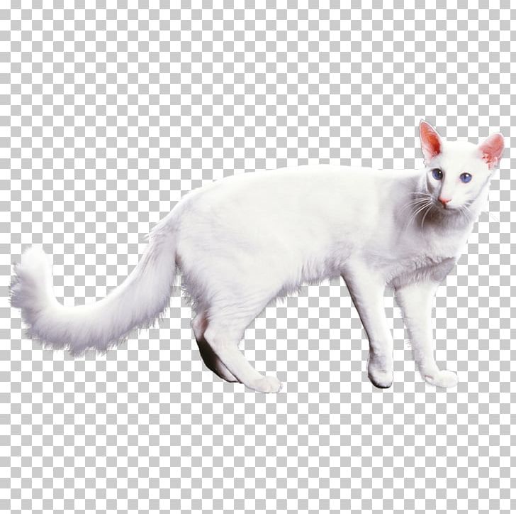 Balinese Cat Turkish Van Japanese Bobtail American Wirehair Manx Cat PNG, Clipart, American Wirehair, Animals, Balinese, Balinese Cat, Brazilian Shorthair Free PNG Download