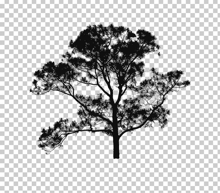 Branch Tree Brush Silhouette PNG, Clipart, Birch, Black And White, Branch, Brush, Drawing Free PNG Download