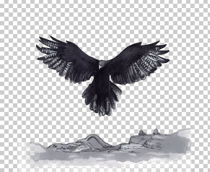 Eagle Beak Feather Neck PNG, Clipart, Accipitriformes, Animals, Beak, Bird, Bird Of Prey Free PNG Download