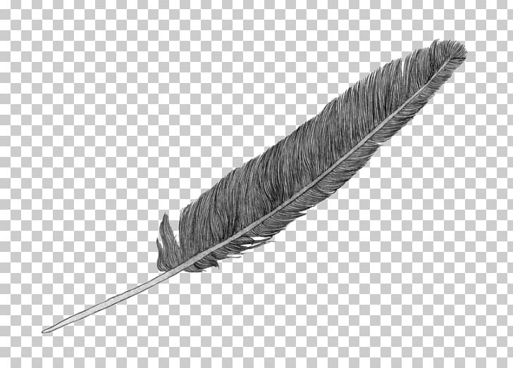 Feather PNG, Clipart, Animals, Feather, Quill Free PNG Download