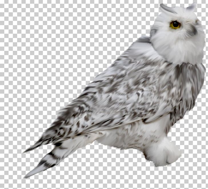 Snowy Owl Drawing PNG, Clipart, Animal, Animals, Athene, Beak, Bird Free PNG Download